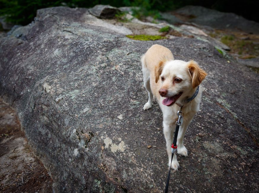 A small, light-colored dog with a tan coat and floppy ears standing on a large, flat, weathered rock with a rough, textured surface that has patches of moss and lichen. The dog is wearing a blue collar attached to a black leash with a silver clip, and it appears to be panting with its tongue slightly out. The surrounding environment features natural outdoor elements, with blurred green foliage in the background, indicating a park or woodland setting. The scene is illuminated by natural daylight, creating a clear view of the dog's features and the rock's surface. This scene may be relevant to discussions about outdoor walking and exercise routines, or the environmental context for outdoor activity including the arrangement of natural and man-made elements, aligning with themes of outdoor waste management or habitat preservation that complement rubbish removal services.